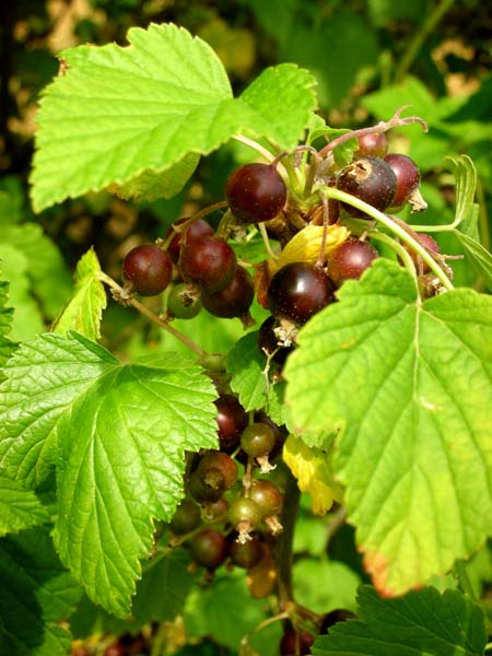 DSCN1962.jpg